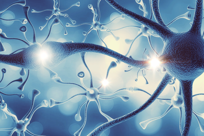 Structure of neural human nervous system of the human brain
