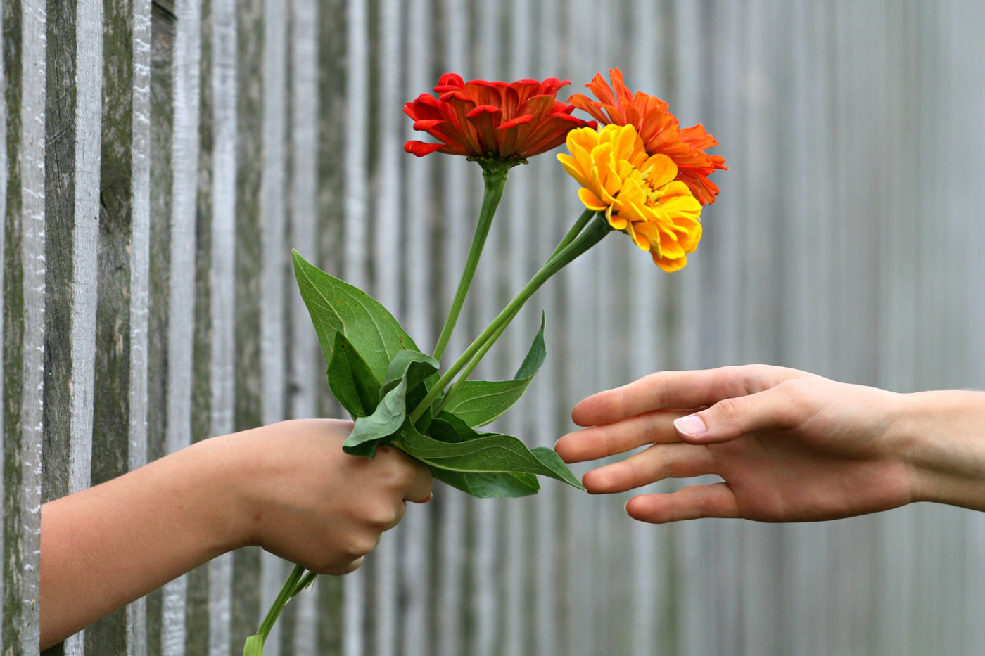 A close-up of two hands, one giving a flower to the other, symbolizing an act of kindness.