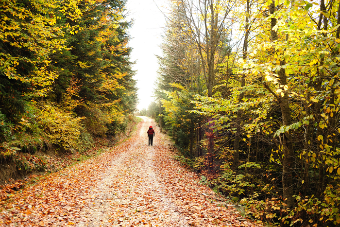 A person walks in the forest.