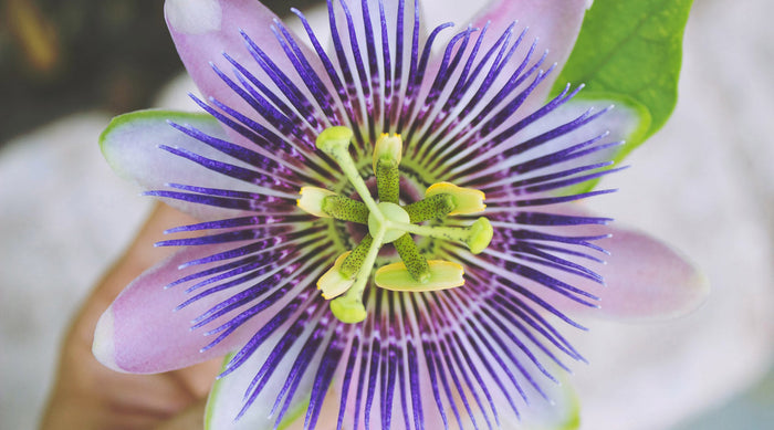 Natural Remedies to Calm Anxiety