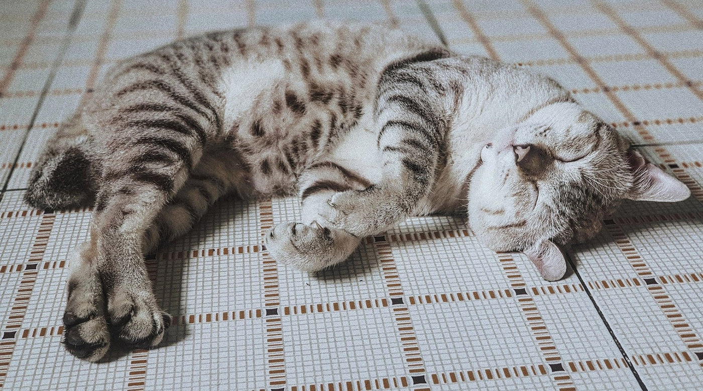 Cat Naps: Improve Your Love Life, Reduce Stress & More