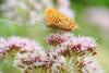 A Deep Dive into the Calming Effects of Valerian Extract