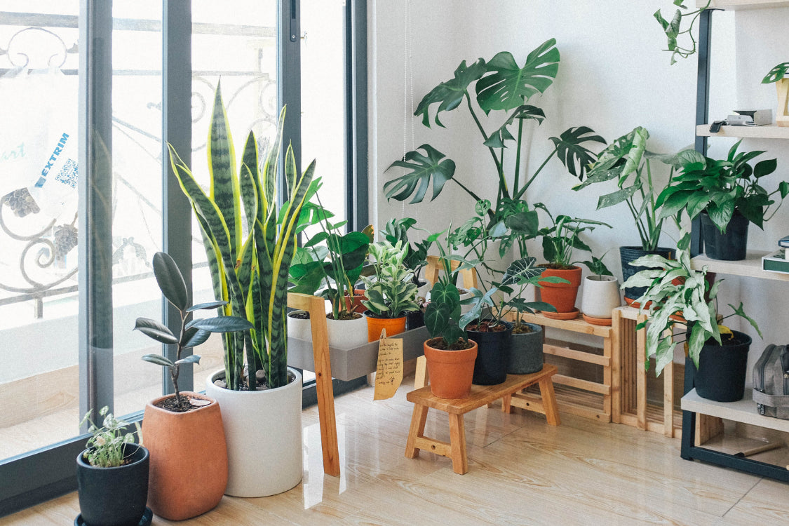 Indoor houseplants including snake plant and monstera improving air quality and wellness