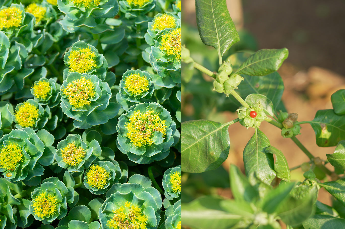 Rhodiola vs Ashwagandha plant