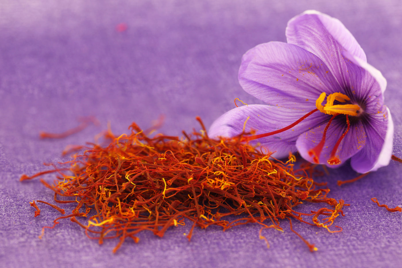 A pile of dried saffron threads next to a purple saffron crocus flower on a purple textured background.