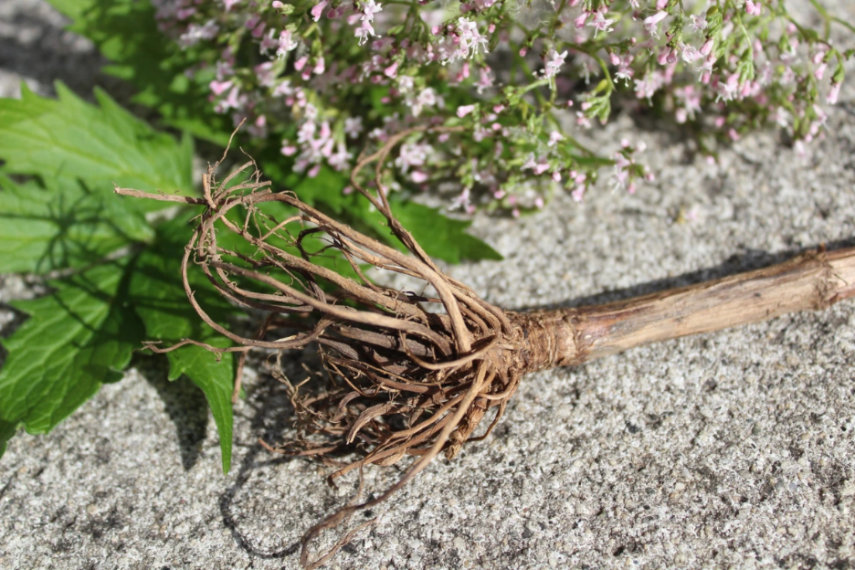 Close-up of a valerian plant showing its root system, stem, leaf, and cluster of small, light pink flowers.